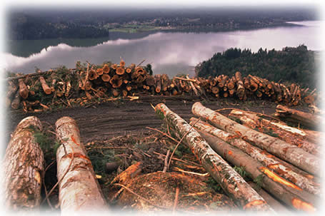 Logging for Fuel Logging for Fuel
